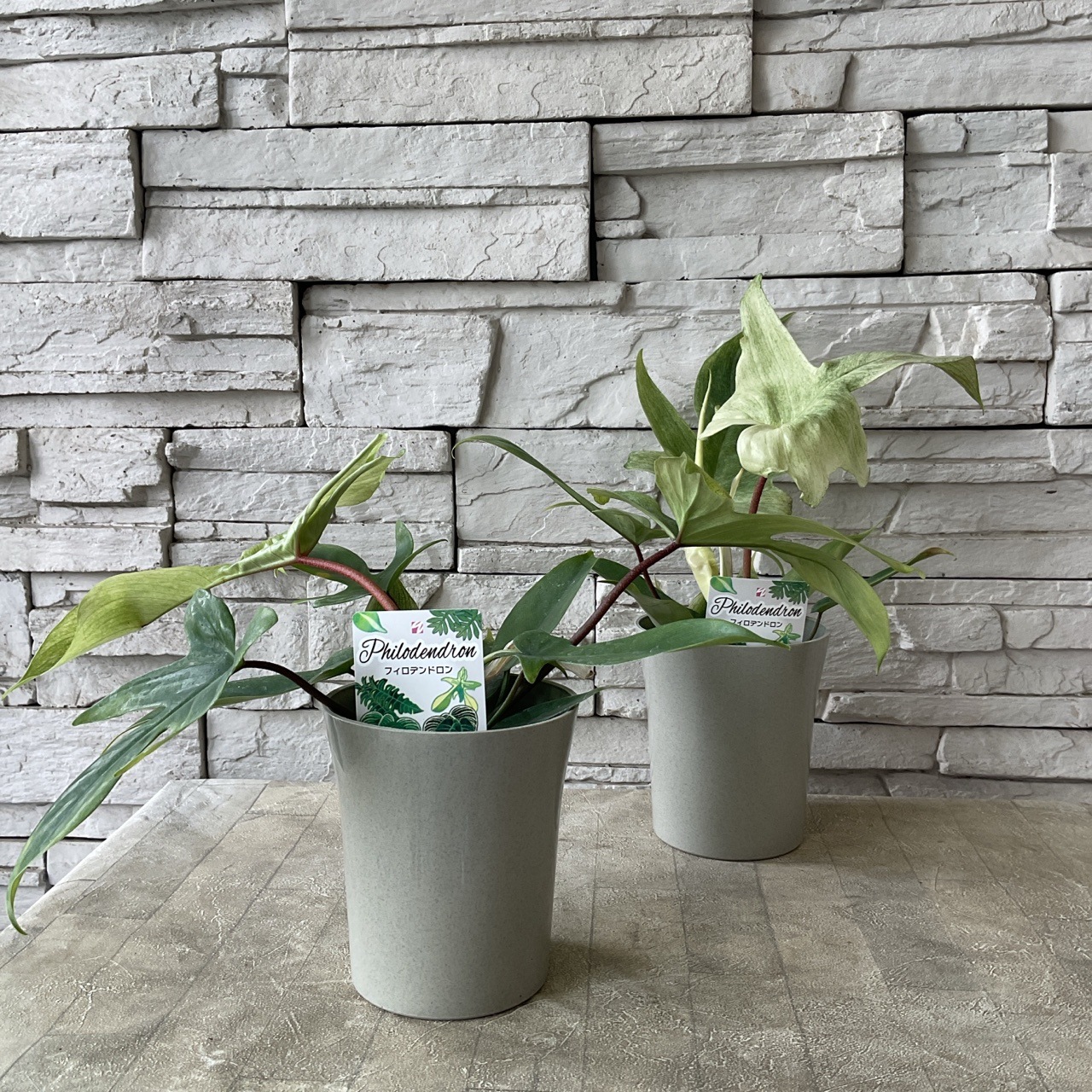 フィロデンドロン フロリダゴーストミント 4寸鉢 | 鉢花・花苗
