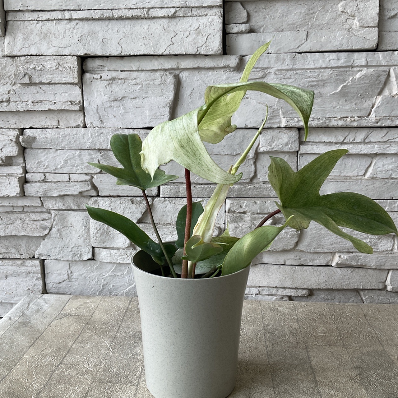 フィロデンドロン フロリダゴーストミント 4寸鉢 | 鉢花・花苗 | 橋本