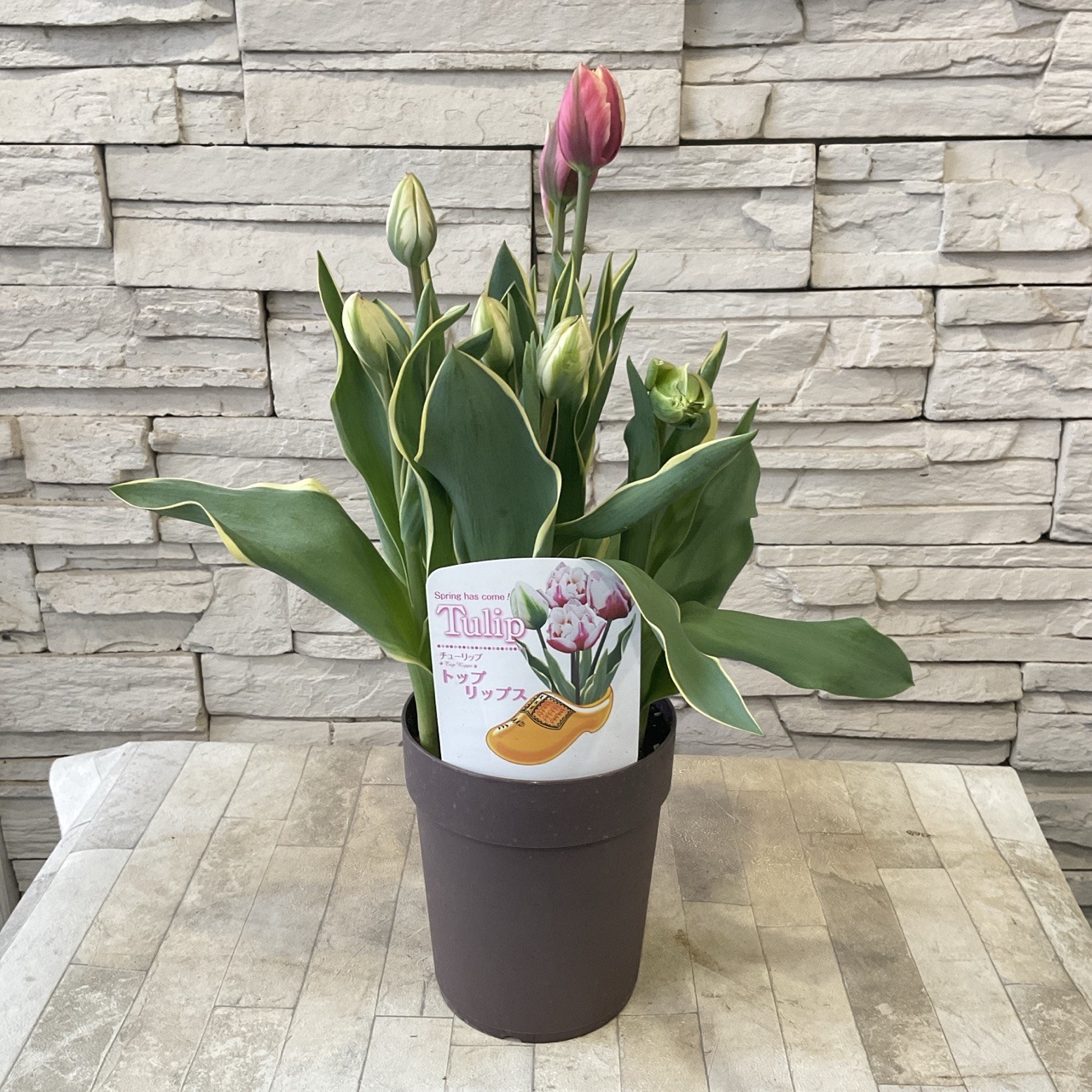 斑入りチューリップ トップリップス 5寸鉢 | 鉢花・花苗 | 橋本種苗園