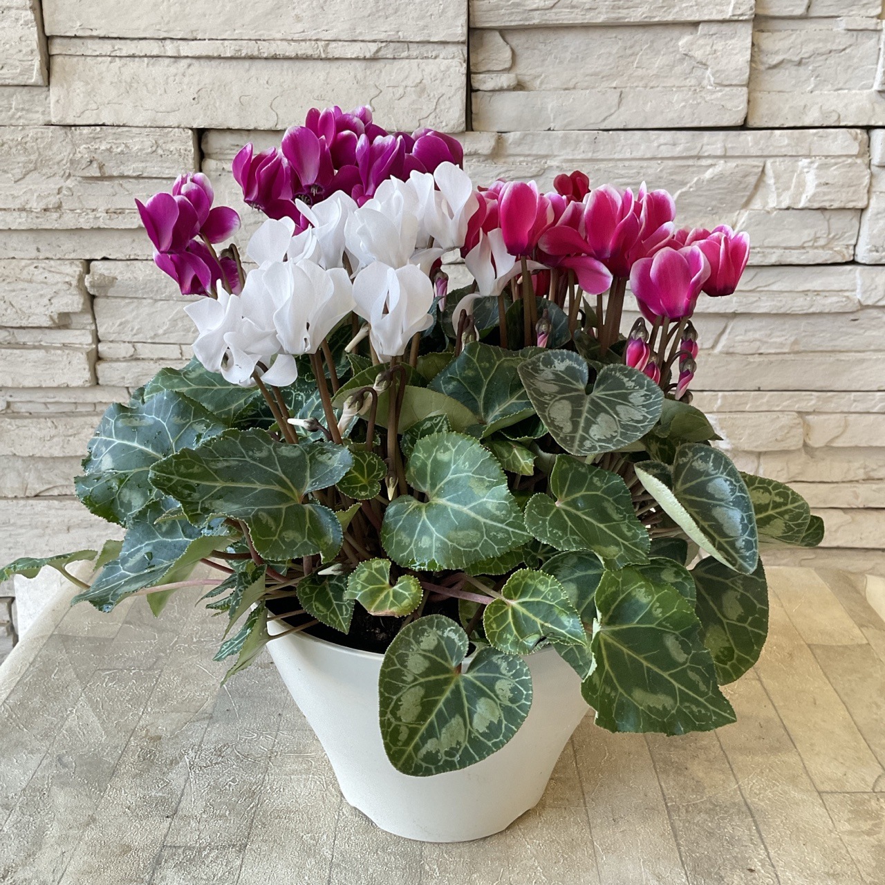 凄く種子取れます❗️実生　寄せ植え　13株　鉢のまま発送　銀冠玉 凄く種子取れます❗️実生 寄せ植え 13株 鉢のまま発送 銀冠