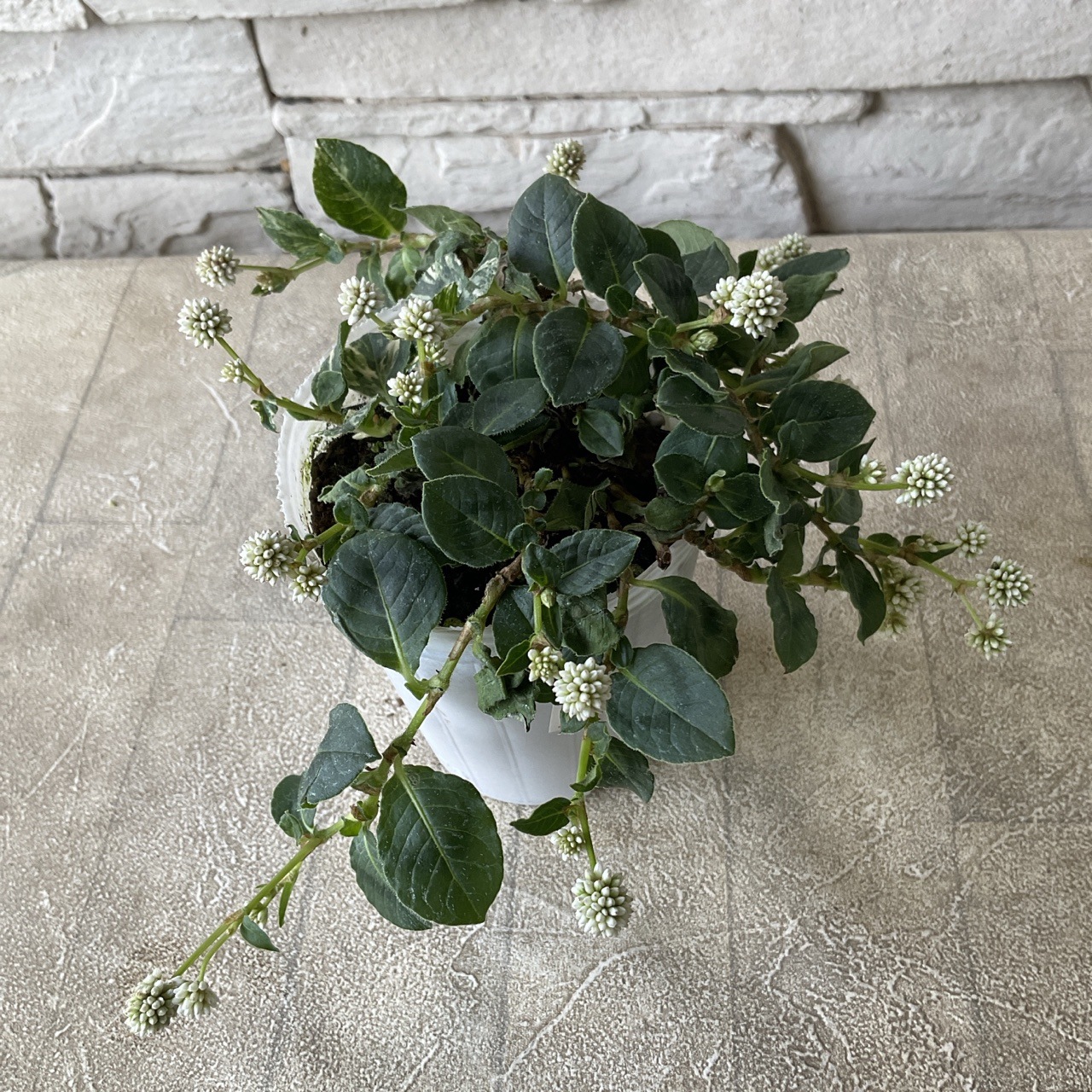 ポリゴナム　ティホン 2.5寸ポット