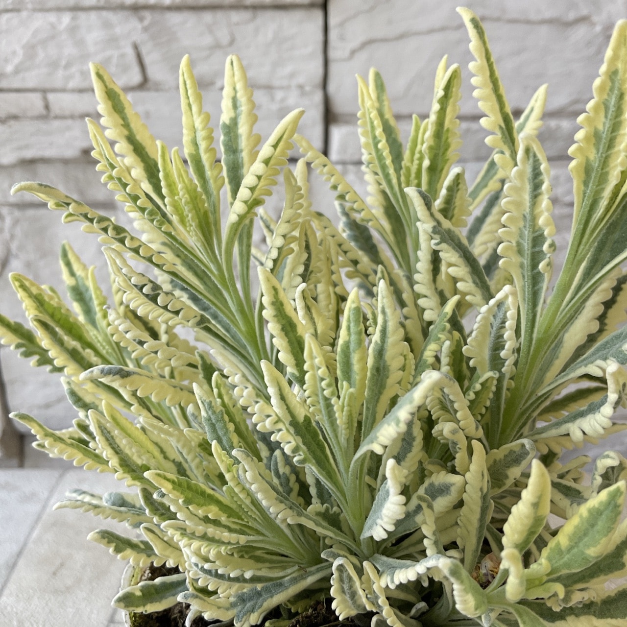 ラベンダー メルロー | 鉢花・花苗 | 橋本種苗園オンラインストア