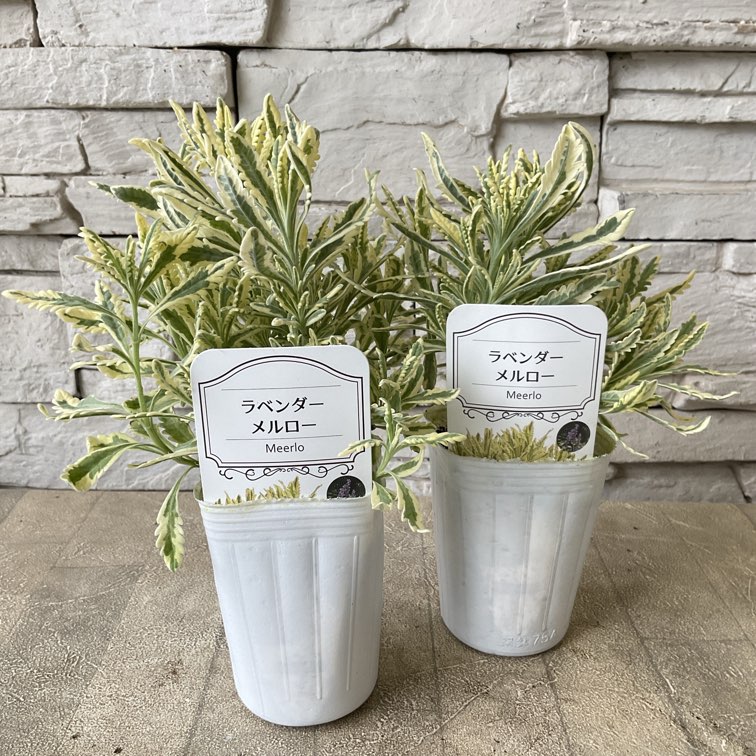 ラベンダー メルロー | 鉢花・花苗 | 橋本種苗園オンラインストア
