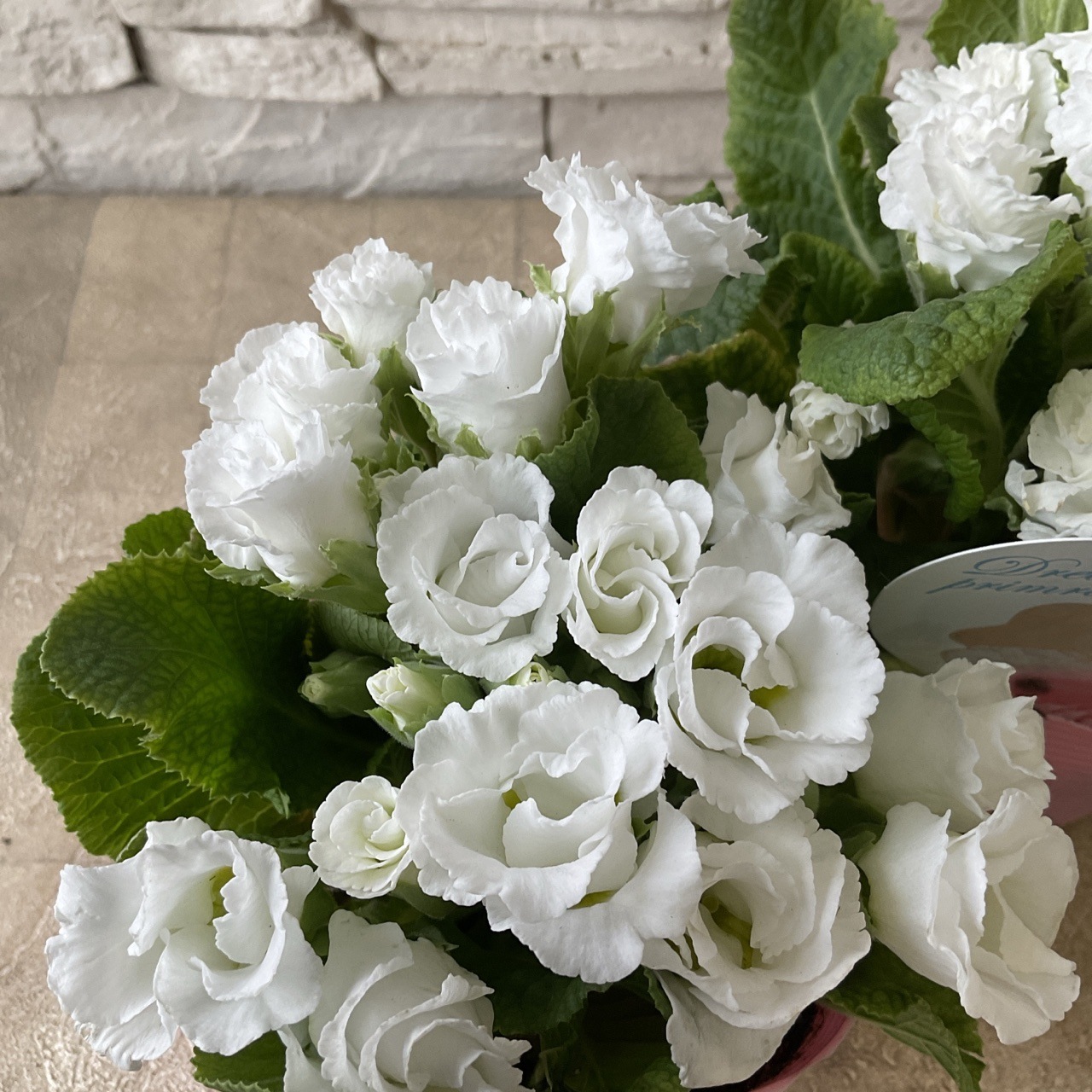 バラ咲きジュリアン シルク 3.5寸ポット | 鉢花・花苗 | 橋本種苗園