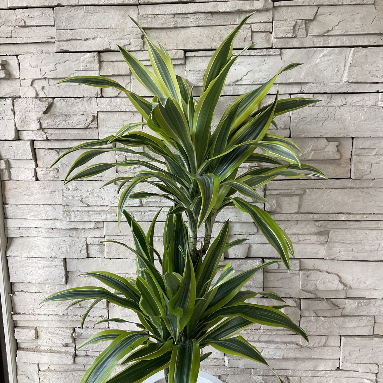 希少 ドラセナ ワーネッキーレモンサプライズ 陶器鉢 植え込み発送