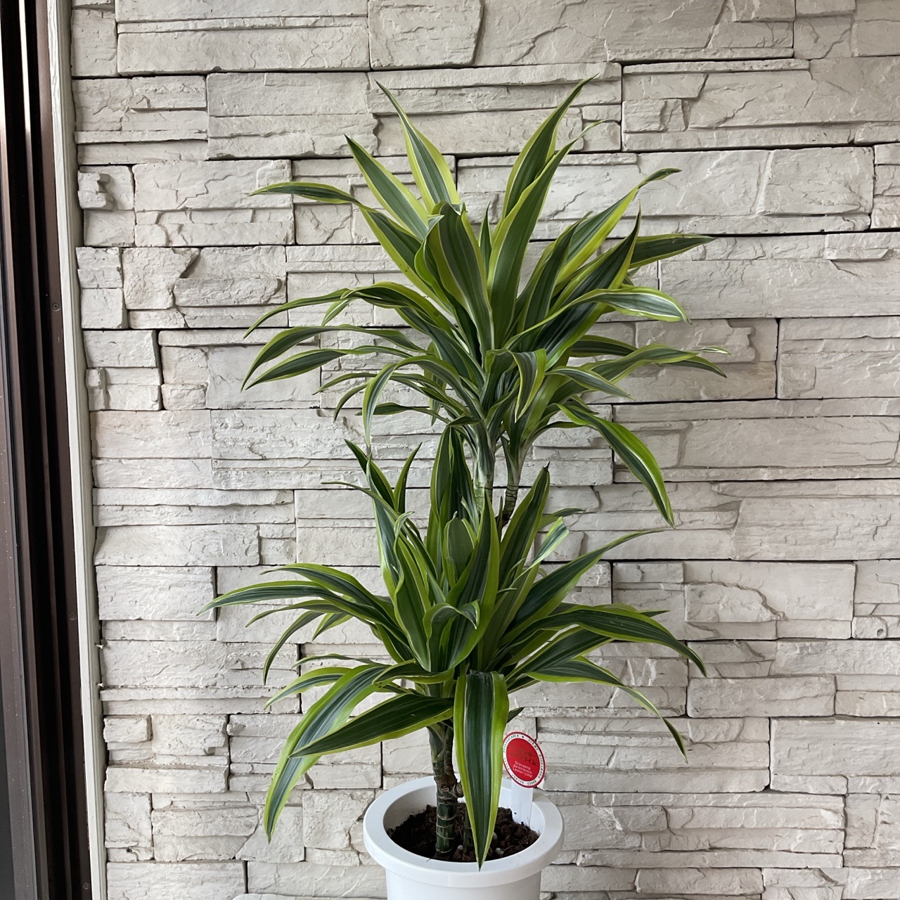 希少 ドラセナ ワーネッキーレモンサプライズ 陶器鉢 植え込み発送