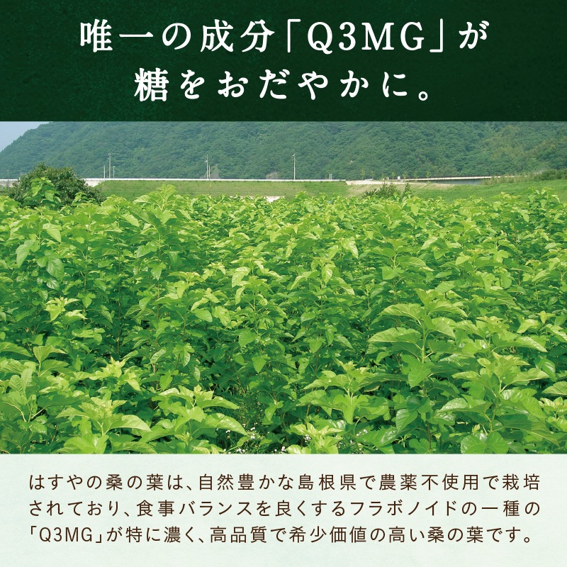 粉くわの葉（オーガニック桑の葉茶/桑仙人） 60g