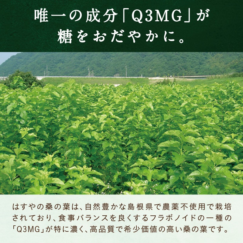 粉くわの葉（オーガニック桑の葉茶/桑仙人）60g　3セット （定期購入）