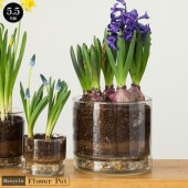 �ե��ݥå� ���饹 ������ �ץ졼�ȥ��åȥ�塼�����饹�ե��ݥå� ���ȥ졼��5.5��ȭ��ľ��17.0cm�߹⤵15.0cm����ȭ ���ꥢ