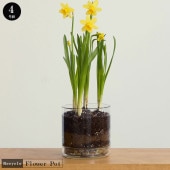 �ե��ݥå� ���饹 ������ �ץ졼�ȥ��åȥ�塼�����饹�ե��ݥå� ���ȥ졼��4��ȭ��ľ��12.0cm�߹⤵12.0cm����ȭ ���ꥢ