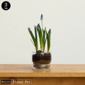 �ե��ݥå� ���饹 ������ �ץ졼�ȥ��åȥ�塼�����饹�ե��ݥå� ���ȥ졼��3��ȭ��ľ��9.0cm�߹⤵7.0cm����ȭ ���ꥢ