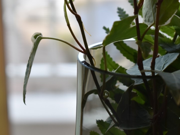 ե١PORTAS10cmݡ12cmʸ¡4.2cm)å졼 ꥢá6503