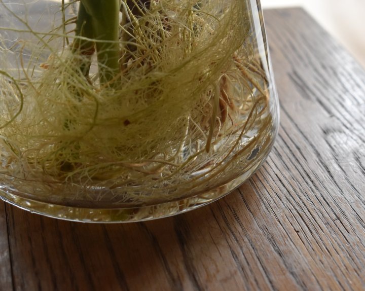 �ե��١��� ��ʪ�ˤ��������HORN��L����������15cm�ݡ�23cm�å��졼�����ꥢ�����������á�6801��