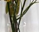 �ե��١��� �Ȥ��䤹������ץ�ʥǥ������HORN��M����������11cm�ݡ�16cm�å��졼�����ꥢ�����������á�6802��