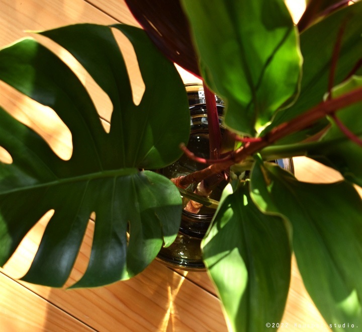 �ե��١��� �̲� �������åХ֥� Bubble L������ ��18cm�ݡ�30cm�å��ꥢ�֥�å��ò��� �ݷ� �緿 ��ʪ ���饹 �ʥ����� �֤䤫