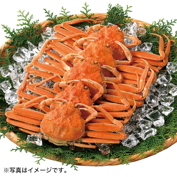 【冬ギフト】日本海産せいこがに5ハイ