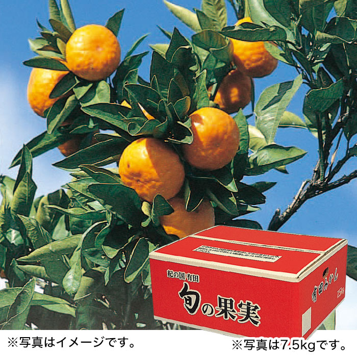 【冬ギフト】和歌山有田みかん 5kg