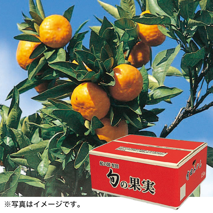 【冬ギフト】和歌山有田みかん 7.5kg