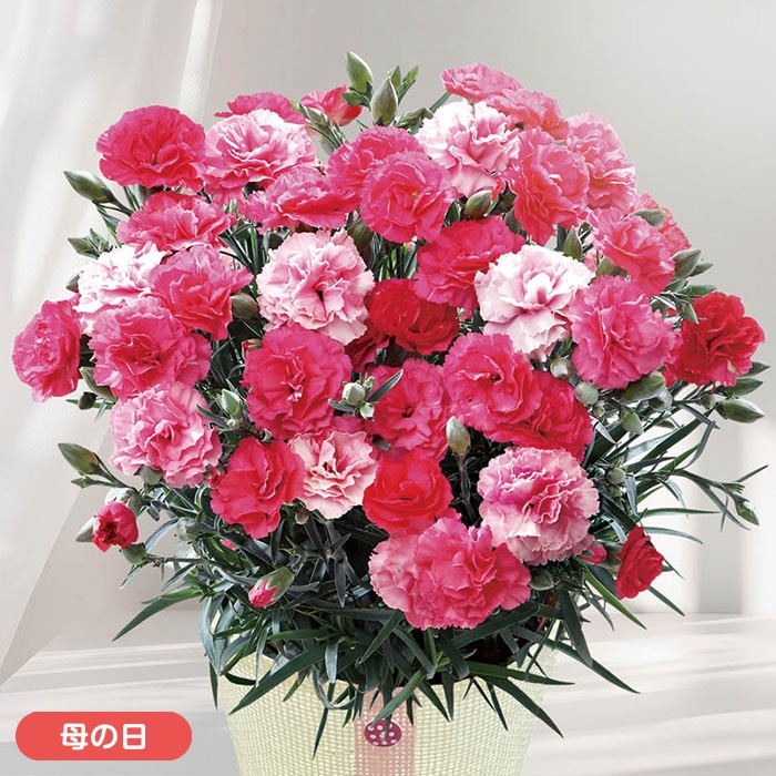 【母の日】カーネーション「さくらもなか」