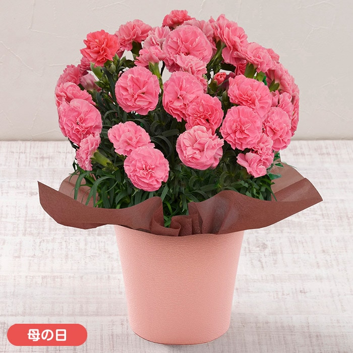 【母の日】カーネーション「ももりーな」