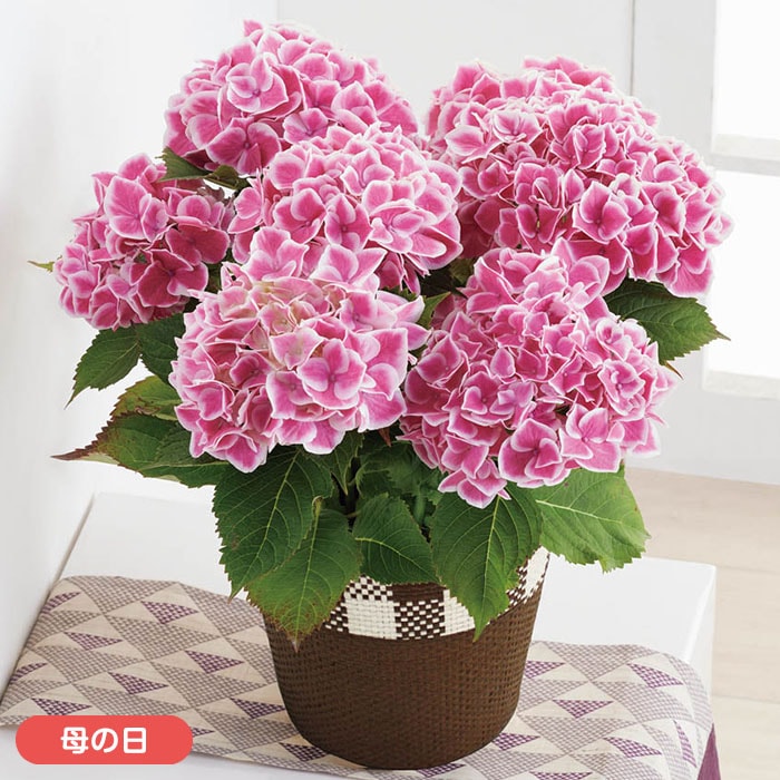 【母の日】アジサイ「ファーストレディ」