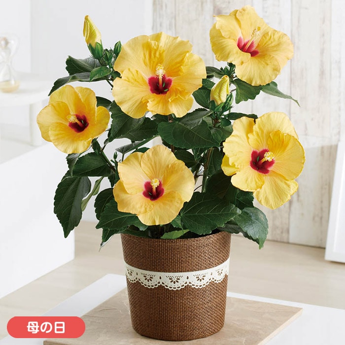 【母の日】ハイビスカス「アドニスイエロー」