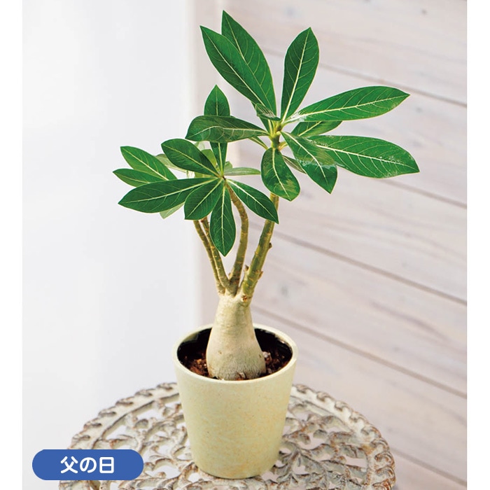 【父の日】アデニウム