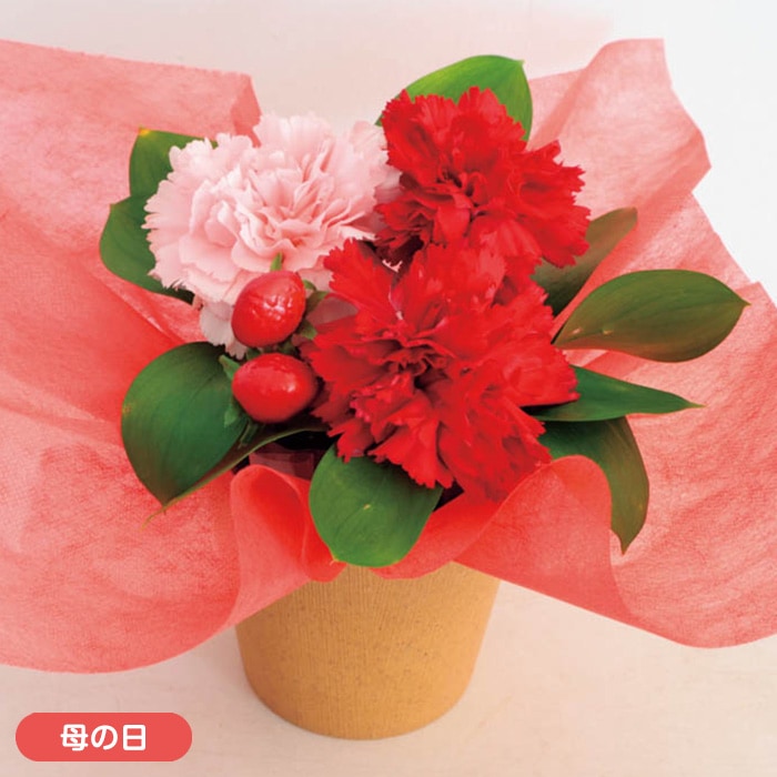 【母の日】アレンジメント「イチゴミルク」