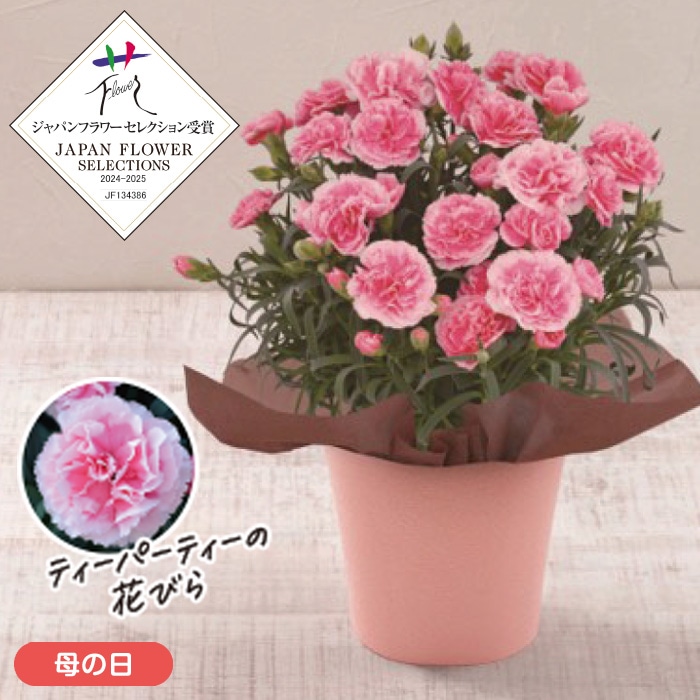 【母の日】カーネーション 「ティーパーティー」