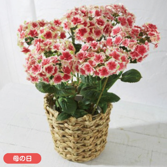 【母の日】あじさい「凛（りん）」