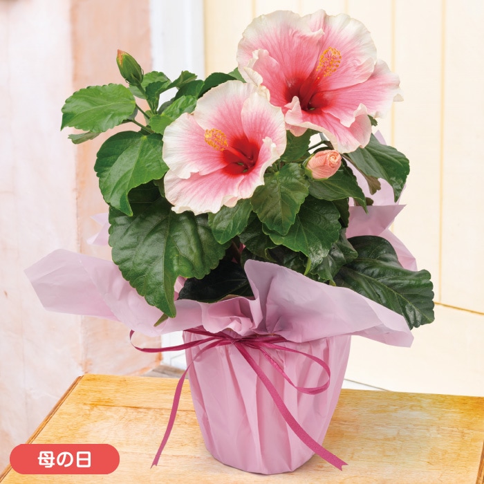 【母の日】ロングライフハイビスカス「グレイス」