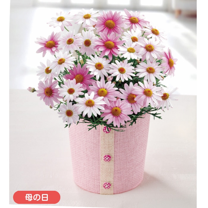 【母の日】マーガレット「さくらべーる」
