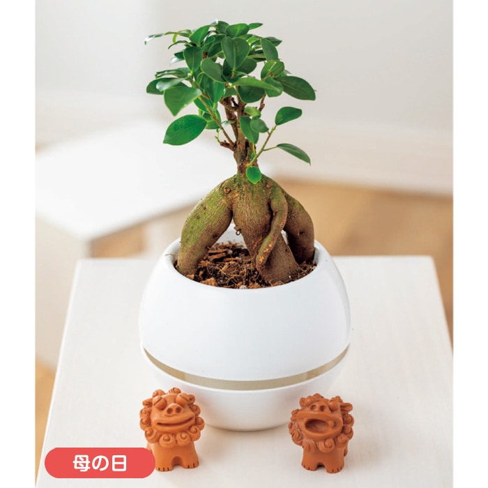 【母の日】観葉植物ガジュマル シーサー