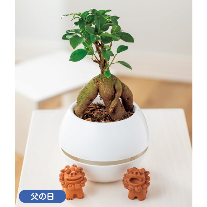 【父の日】観葉植物ガジュマル シーサー