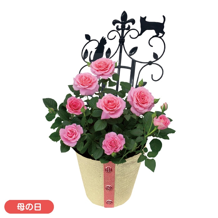 薔薇柄ペイントとピンクのグラデーションのミニカフェテーブルH30cm　楕円形 楽天市場】ラウンドテーブルクロス 円形 はっ水 エレガントローズ 撥水