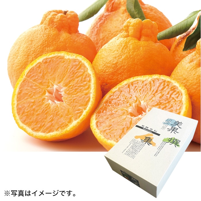【冬ギフト】デコポン