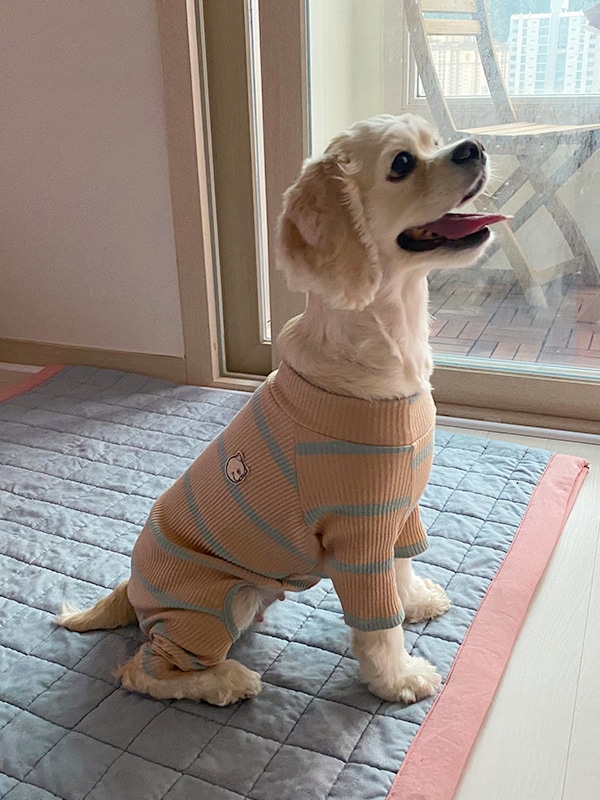 * vintage dog ❀ * ツートーンの可愛い ワンちゃん vintage dog ❀ * ツートーンの可愛い ワンちゃん vintage dog