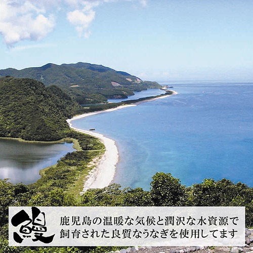 特大　鹿児島産うなぎ｜蒲焼2尾（たれ・山椒付）【同梱・代引不可】(PD)