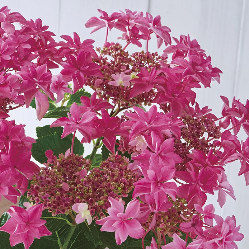 再入荷】あじさい 桜花乱舞【送料込】【同梱不可・代引不可・日時指定