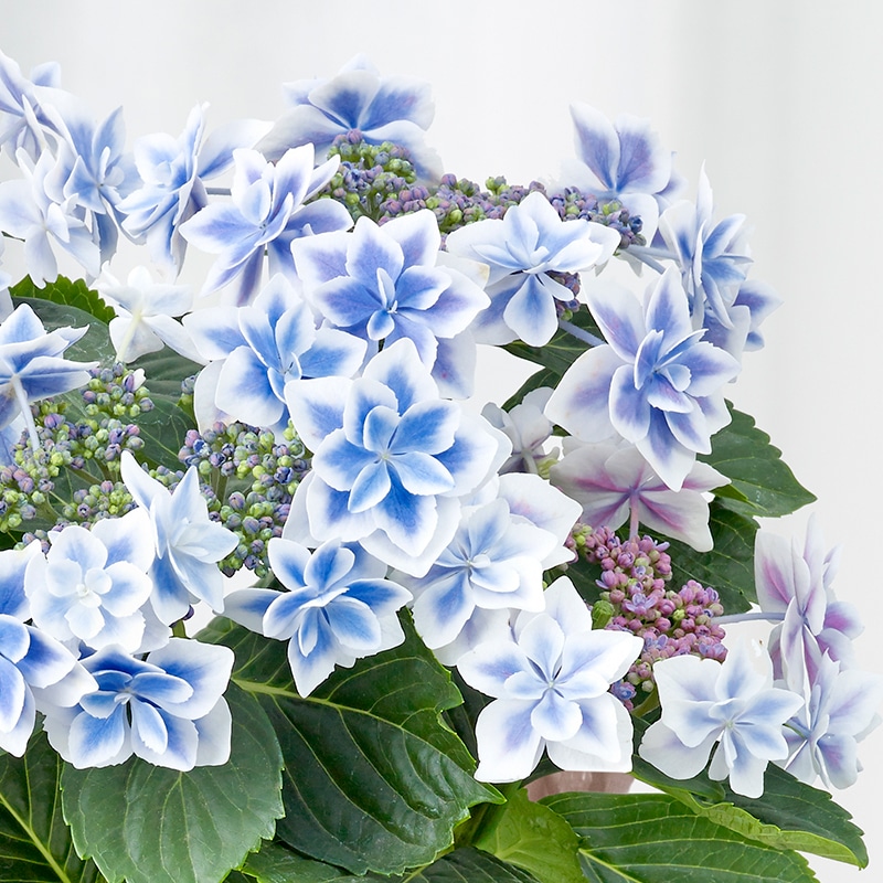 お花ギフト