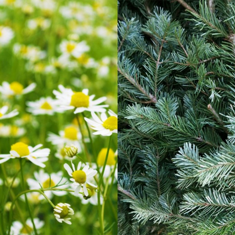 凜恋(リンレン) トリートメント カモミール&モミ