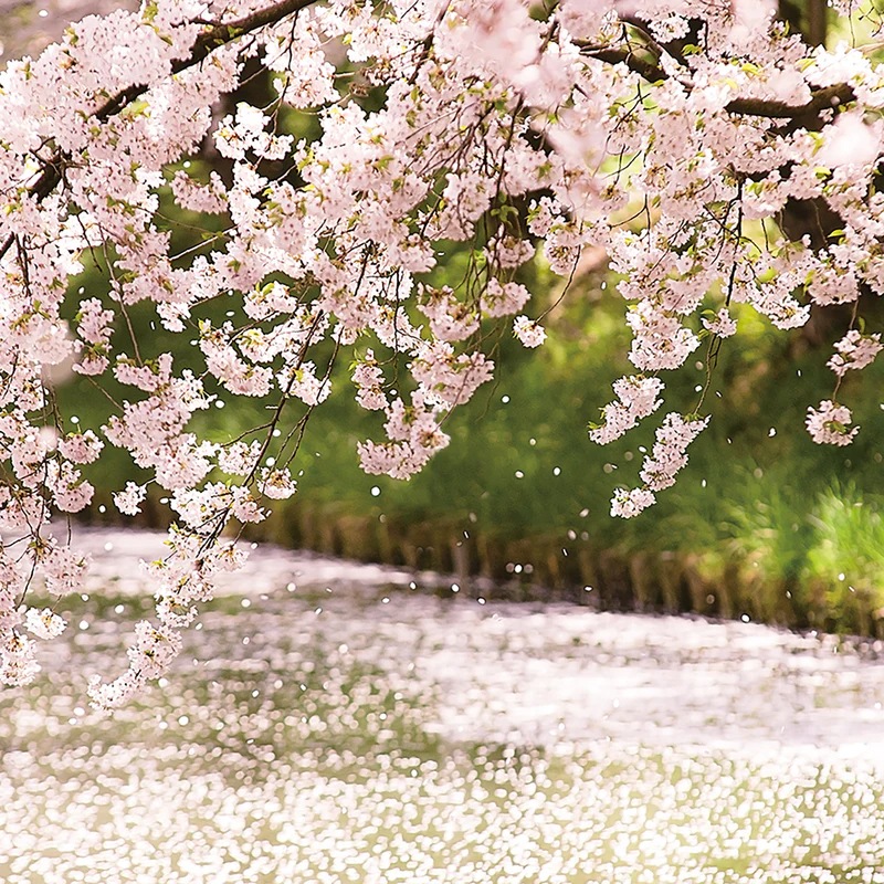 津軽びいどろ にほんの色 ふうけい 箸置 舞う桜