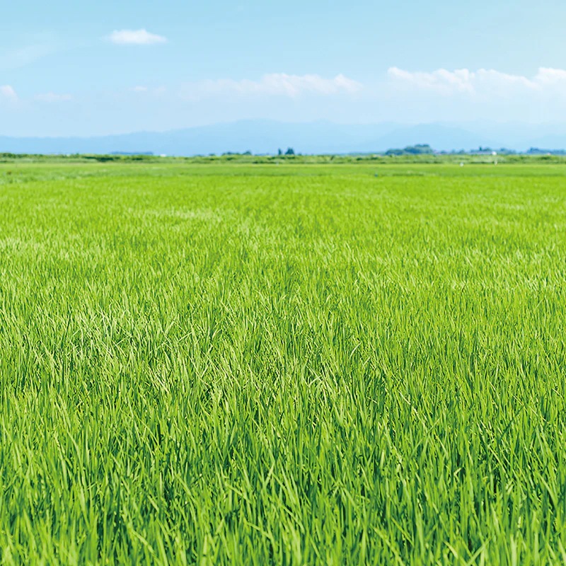 津軽びいどろ にほんの色 ふうけい 箸置 夏の田園