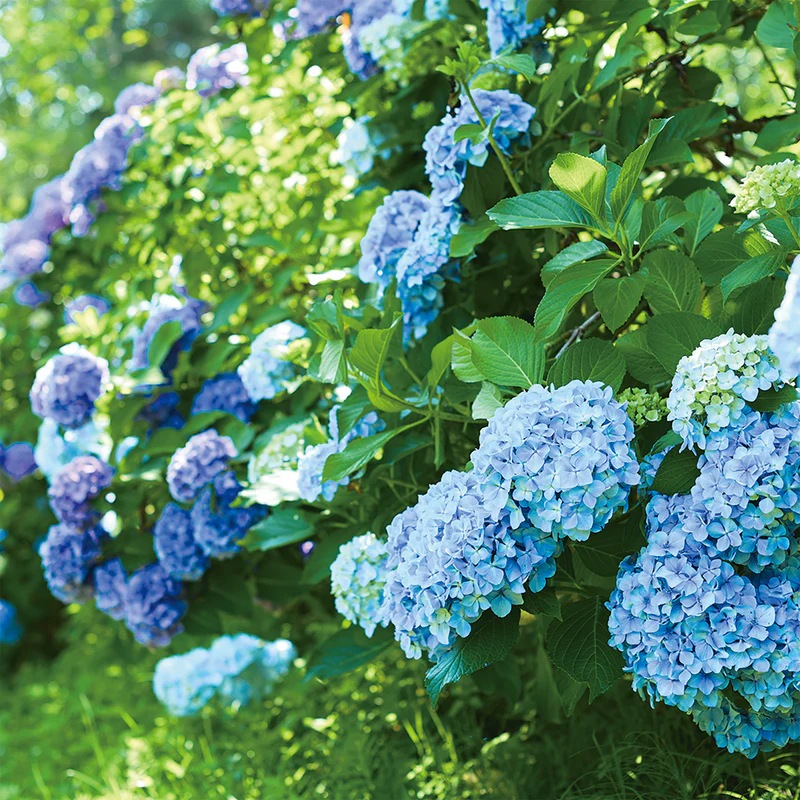 津軽びいどろ にほんの色 ふうけい 箸置 紫陽花
