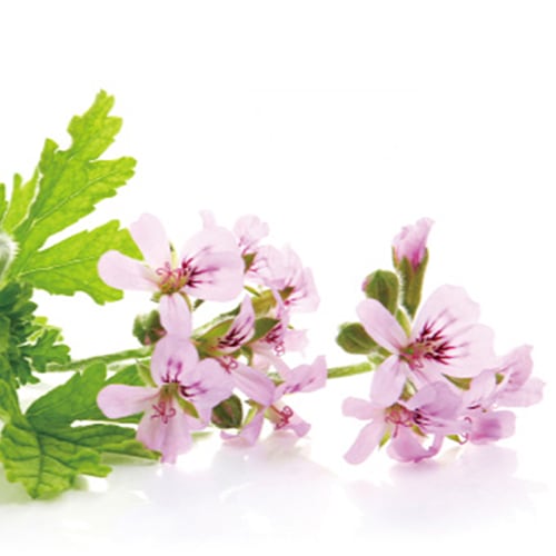 【4/5までポイント10倍】★エッセンシャルオイル ゼラニウム|ラ・カスタ La CASTA