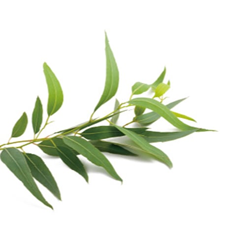 ☆エッセンシャルオイル ユーカリ（ラディアータ）|ラ・カスタ La