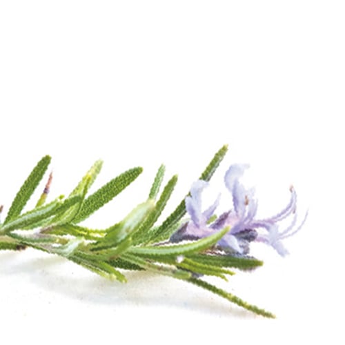 ★エッセンシャルオイル ローズマリー|ラ・カスタ La CASTA