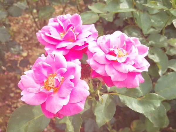 7���������*��ͥ���˥�ӡ����餯�ѥ���ȡ���֥쥹��å�