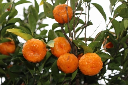 ��Ƿ�绺���������������ߤ���˲̼¡ڥ������Х�Х飵���ۡ����ζ����ʻ�̣��ȴ���������ѤʴŤߤΤ��襤�餷���ߥ�����Ϥ����ޤ��������̡�