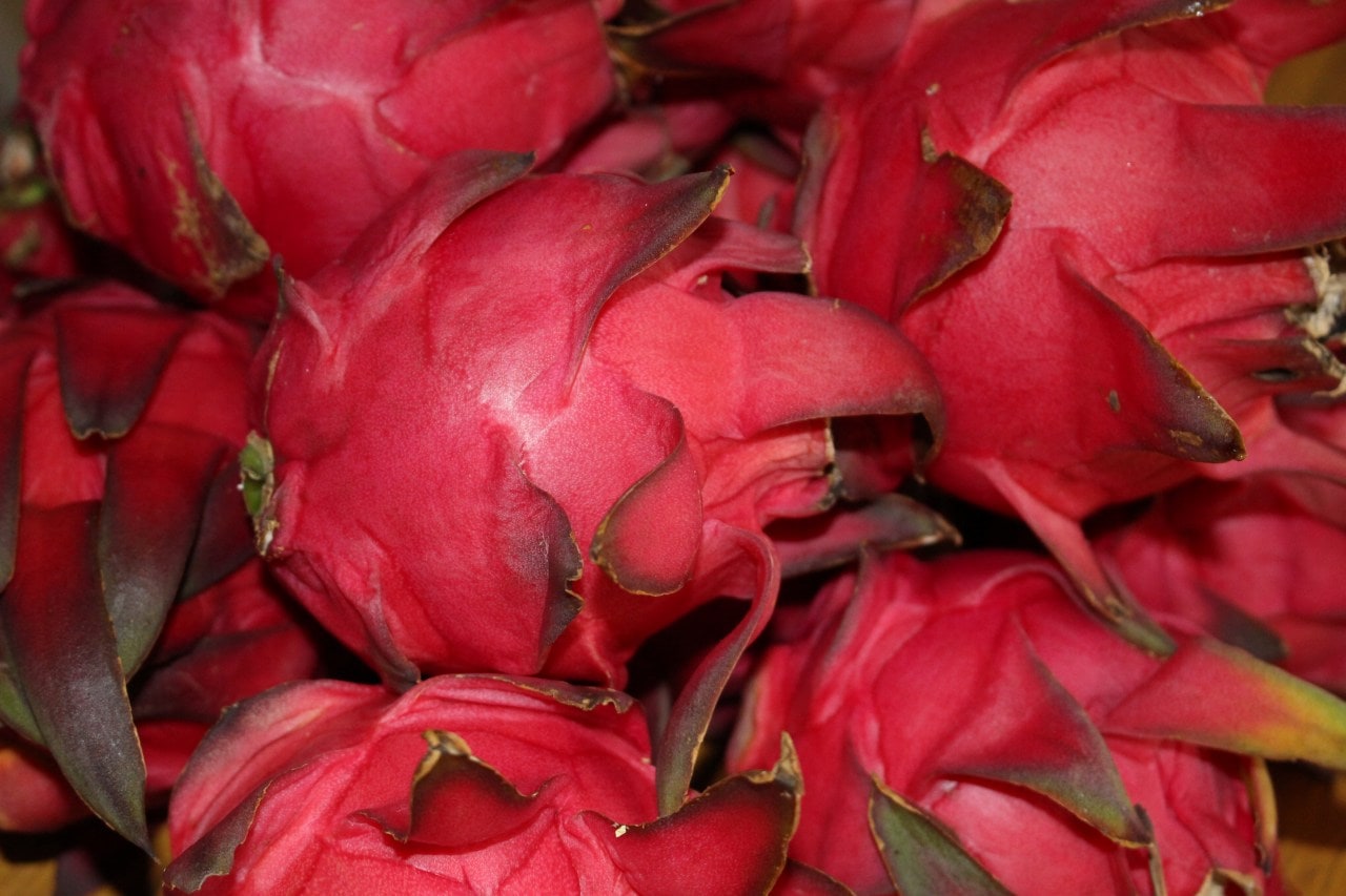 徳之島産ドラゴンフルーツ【ピンク色果肉2キロ】7月下旬から11月